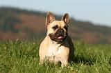 BOULEDOGUE FRANCAIS 1224